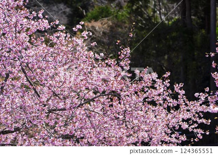 福島縣磐城市 21 世紀森林公園藍天與河津櫻花盛開 124365551