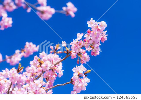 福島縣磐城市 21 世紀森林公園藍天與河津櫻花盛開 福島縣磐城市 21 世紀森林公園藍天與河津櫻花盛開 124365555