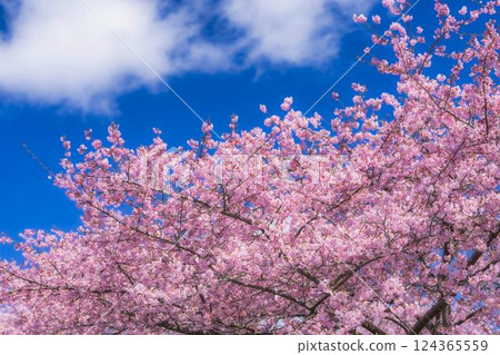 福島縣磐城市 21 世紀森林公園藍天與河津櫻花盛開 福島縣磐城市 21 世紀森林公園藍天與河津櫻花盛開 124365559