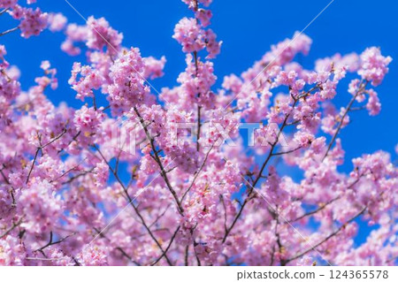 福島縣磐城市 21 世紀森林公園藍天與河津櫻花盛開 124365578