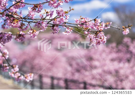 福島縣磐城市 21 世紀森林公園藍天與河津櫻花盛開 124365583