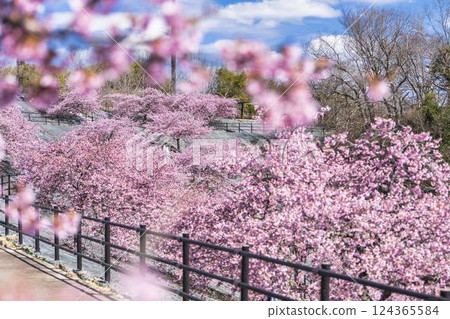 福島縣磐城市 21 世紀森林公園藍天與河津櫻花盛開 124365584