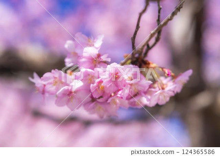 Blue skies and Kawazu cherry blossoms blooming in 21st Century Forest Park, Iwaki City, Fukushima Prefecture Blue skies and Kawazu cherry blossoms blooming in 21st Century Forest Park, Iwaki City, Fukushima Prefecture 124365586