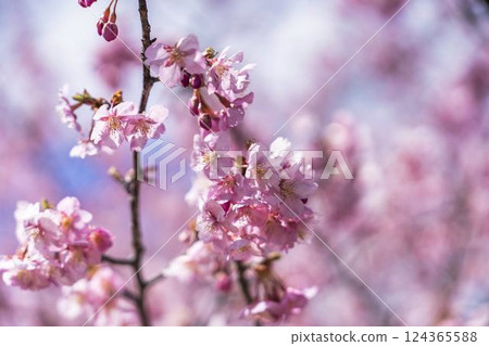 Blue skies and Kawazu cherry blossoms blooming in 21st Century Forest Park, Iwaki City, Fukushima Prefecture Blue skies and Kawazu cherry blossoms blooming in 21st Century Forest Park, Iwaki City, Fukushima Prefecture 124365588