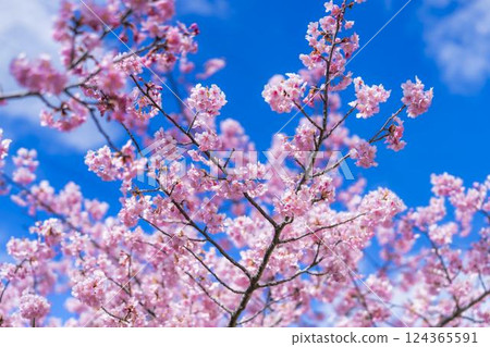 Blue skies and Kawazu cherry blossoms blooming in 21st Century Forest Park, Iwaki City, Fukushima Prefecture Blue skies and Kawazu cherry blossoms blooming in 21st Century Forest Park, Iwaki City, Fukushima Prefecture 124365591