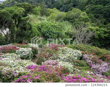 Gorgeous azaleas and scenery in Higashimura Gorgeous azaleas and scenery in Higashimura 124366223