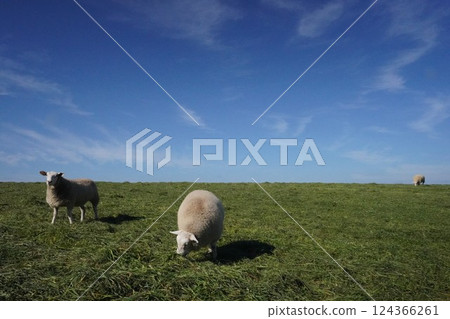 Sheep grazing peacefully 124366261