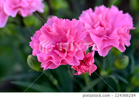 粉紅色康乃馨 124366284