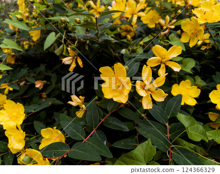 yellow flowers in meadow yellow flowers in meadow 124366329