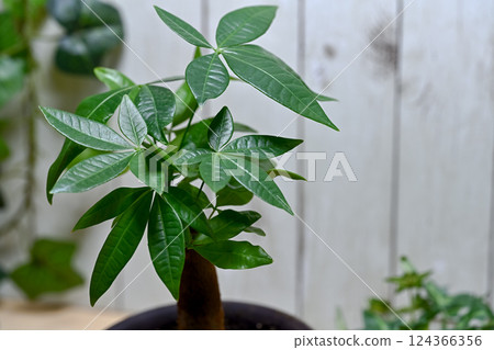 可愛的室內植物發財樹 可愛的室內植物發財樹 124366356