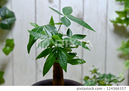 可愛的室內植物發財樹 可愛的室內植物發財樹 124366357