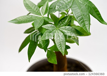 可愛的室內植物發財樹 可愛的室內植物發財樹 124366360