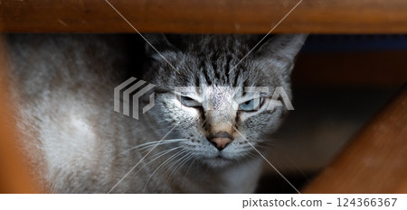 A Siamese tabby cat looking at me from under a chair 124366367