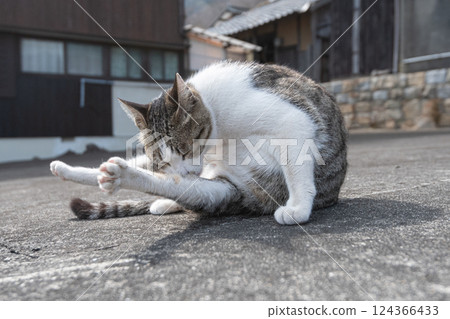 可愛的流浪貓正在梳理自己 124366433