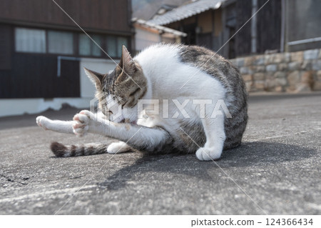 可愛的流浪貓正在梳理自己 可愛的流浪貓正在梳理自己 124366434