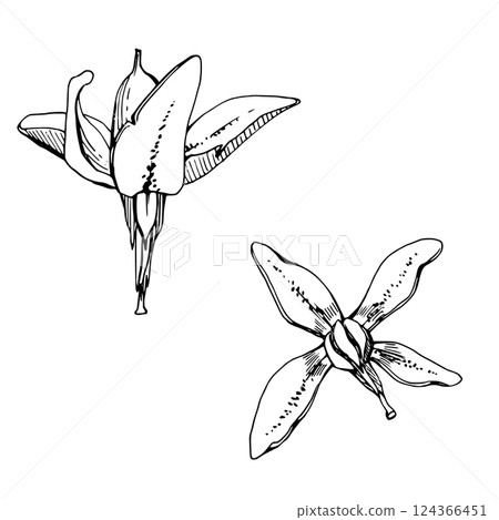 Cranberry pink lily flower bud on stalk stem, swamp wildflower inflorescence. Botanical illustration vector hand drawn in ink. Isolated single elements. Scrapbooking, wedding, florist shop, decoupage Cranberry pink lily flower bud on stalk stem, swamp wildflower inflorescence. Botanical illustration vector hand drawn in ink. Isolated single elements. Scrapbooking, wedding, florist shop, decoupage 124366451