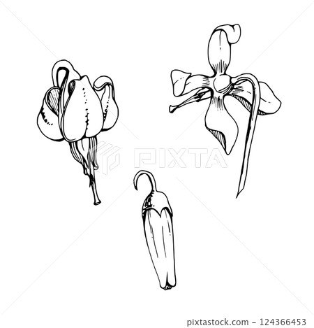 Cranberry pink lily flower bud on stalk stem, inflorescence wildflower botanical illustration vector hand drawn in ink. Isolated single element set. Scrapbooking, wedding, florist shop, decoupage 124366453