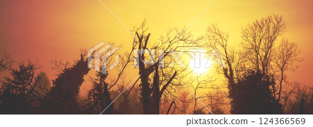 Silhouette of trees in the early misty morning. Horizontal banner Silhouette of trees in the early misty morning. Horizontal banner 124366569