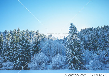 Snow-covered spruce trees on the mountainside in winter Snow-covered spruce trees on the mountainside in winter 124366573