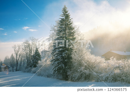 Winter rural landscape in early misty morning. Snow-covered spruce trees on the field in winter. 124366575