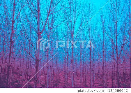 Beautiful foggy morning. Bare trees with magic light in the early morning 124366642