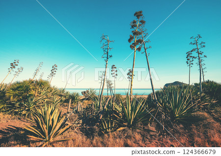 Seascape with blooming agave trees on a sunny day. A row of agaves in bloom on the beach 124366679