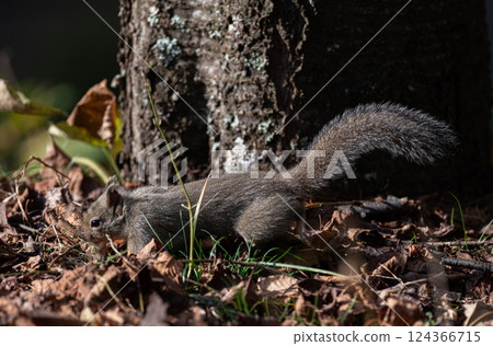 可愛的日本松鼠 124366715
