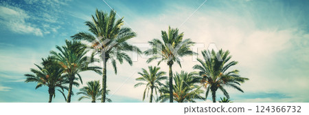 A row of tropical palm trees against a blue sky. Tropical landscape. Beautiful tropical nature. Horizontal banner A row of tropical palm trees against a blue sky. Tropical landscape. Beautiful tropical nature. Horizontal banner 124366732