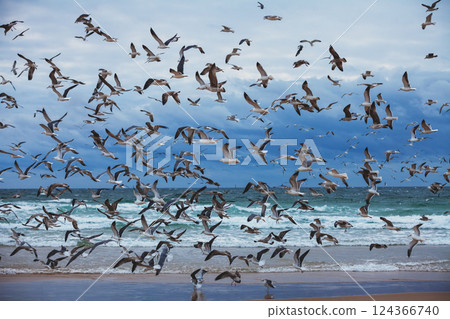 Seascape in the evening. Sunset over the sea. Seagulls flying on the beach. Atlantic ocean in the evening Seascape in the evening. Sunset over the sea. Seagulls flying on the beach. Atlantic ocean in the evening 124366740