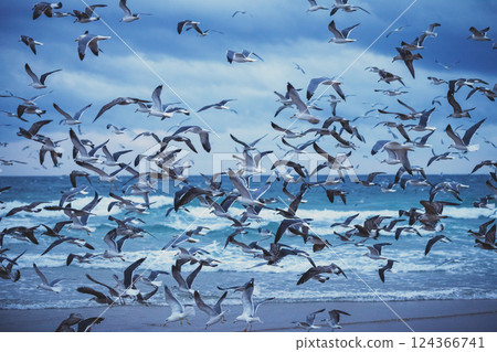 Seascape in the evening. Sunset over the sea. Seagulls flying on the beach. Atlantic ocean in the evening Seascape in the evening. Sunset over the sea. Seagulls flying on the beach. Atlantic ocean in the evening 124366741