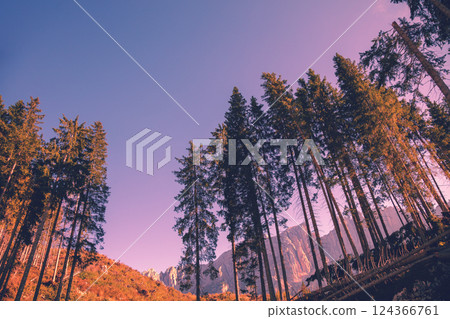Mountain landscape background. Pine trees against rocks during sunset. The Dolomites in South Tyrol, Italy, Europe 124366761