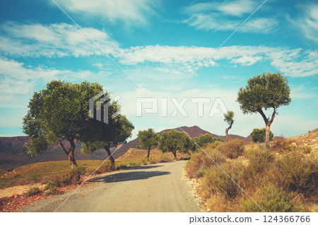 Country road with olive trees on the side of the road in the mountain desert on a sunny day 124366766
