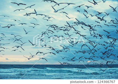 Seascape in the evening. Sunset over the sea. Seagulls flying on the beach. Atlantic ocean in the evening Seascape in the evening. Sunset over the sea. Seagulls flying on the beach. Atlantic ocean in the evening 124366767