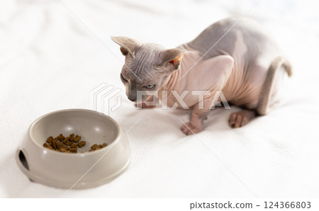 Portrait of sphinx cat with bowl of food 124366803