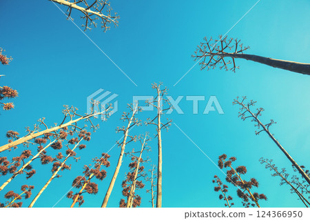 Silhouette of agave trees against the blue sky. A row of agaves in bloom during sunset. Nature background Silhouette of agave trees against the blue sky. A row of agaves in bloom during sunset. Nature background 124366950