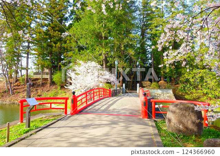 櫻花盛開，花筏，松崎公園，櫻花，櫻花，染井吉野櫻花樹 124366960