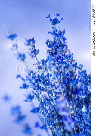 Close-up of lavender flowers, Soft focus 124366977