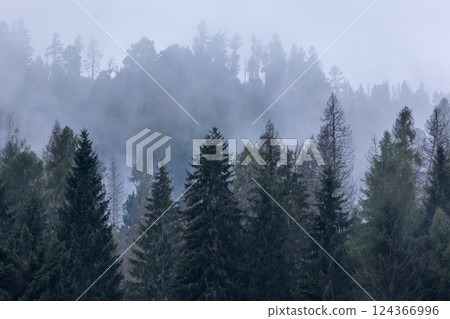 Pine trees black stylized silhouette photo Pine trees black stylized silhouette photo 124366996