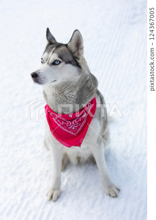 Husky dog with red scarf close-up, sitting Husky dog with red scarf close-up, sitting 124367005