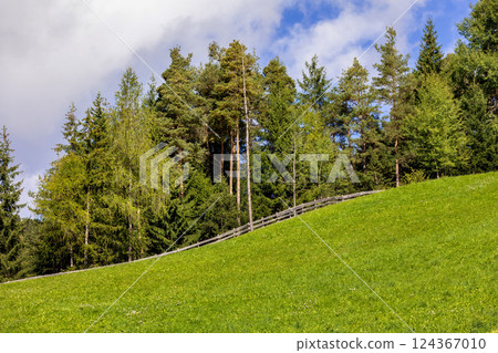 Green tree forest background, Alpine mountains 124367010