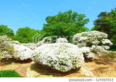 長井市松池公園白杜鵑花公園盛開的杜鵑花 124367014
