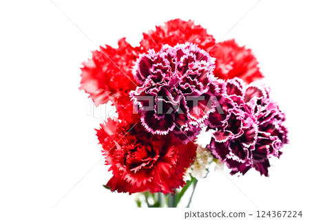 Carnation  124367224