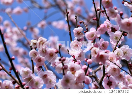 Pink plum blossoms bursting into bloom at Ume-no-dan (Kochi Castle, Kochi Prefecture) Pink plum blossoms bursting into bloom at Ume-no-dan (Kochi Castle, Kochi Prefecture) 124367232