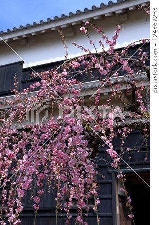 Weeping plum blossoms in front of the main gate (Kochi Castle, Kochi Prefecture) Weeping plum blossoms in front of the main gate (Kochi Castle, Kochi Prefecture) 124367233