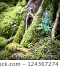 森林裡長滿青苔的景觀 124367274