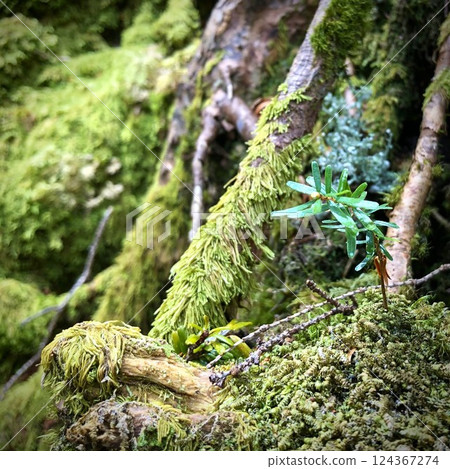 森林裡長滿青苔的景觀 124367274