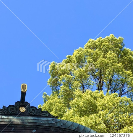 A shrine and a big tree growing under the blue sky A shrine and a big tree growing under the blue sky 124367276