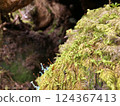 大樹下，苔蘚世界展開 124367413