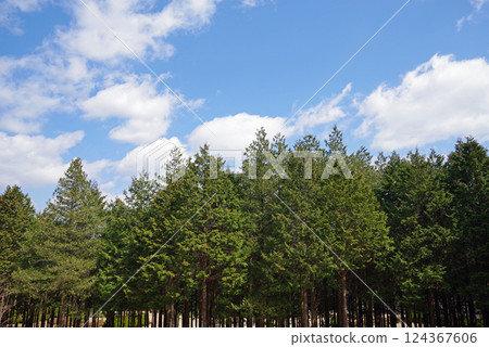 Cypress forest {Hay fever image material} 124367606