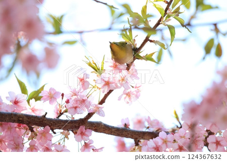 Cherry blossoms and Japanese white-eye 25 124367632